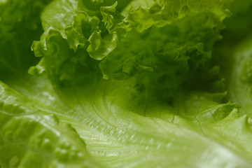 extreme closeup fresh green salad lettuce leaf isolated. macro shot