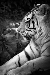 male tiger closeup