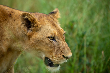 Fototapeta premium A young lion walking past the camera 