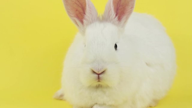 white rabbit on a yellow background, close-up. Easter fluffy hare look at the camera. Concept for Easter. Hand-drawn rabbit on a colored background in the Studio