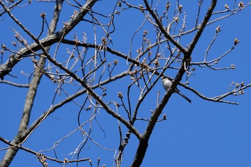 Fototapeta na wymiar long tailed tit on branch