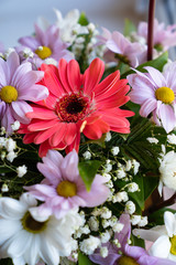 living bouquet of colorful chrysanthemums closeup.