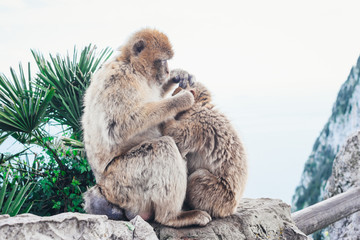 Two monkeys grooming each other.