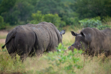 Obraz premium Two large territorial partially dehorned rhino bulls settling a territorial dispute on their boundaries. 