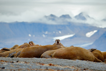 Walrus fight on the sand beach. Detail portrait of Walrus with big white tusk, Odobenus rosmarus,...
