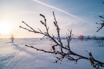 Fototapeta na wymiar frozen in finland.