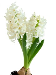 fragrant white hyacinth close up