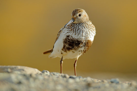 Dunlin, Calidris Alpina, Water Bird In The Nature Habitat In Svalbard, Norway. Dunlin Siting On The Stone, Arctic Summer Wildlife.