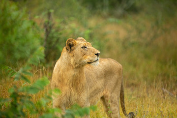 A pride of lions on the prowl, strengthening their social bonds with touch. 