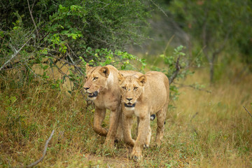 A pride of lions on the prowl, strengthening their social bonds with touch. 