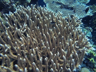 Naklejka na ściany i meble The amazing and mysterious underwater world of Indonesia, North Sulawesi, Manado, stone coral