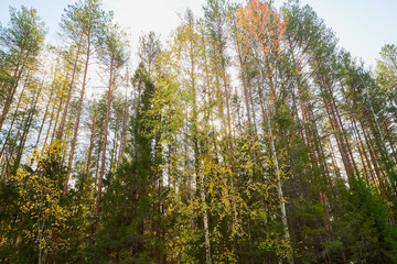 View on top of trees with yellow leaves and blue sky backgroun. Autumn foliage. Yellow gold orange colors of leaves. Crowns of autumn trees against the blue sky. Colorful background