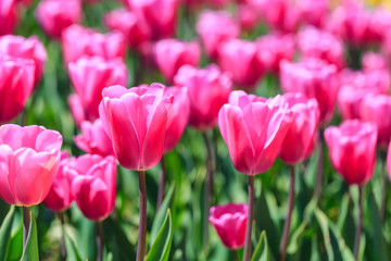 Fototapeta premium Closeup of pink tulips flowers with green leaves in the park outdoor.