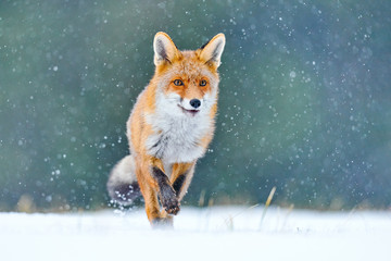Red Fox hunting, Vulpes vulpes, wildlife scene from Europe. Orange fur coat animal in the nature...