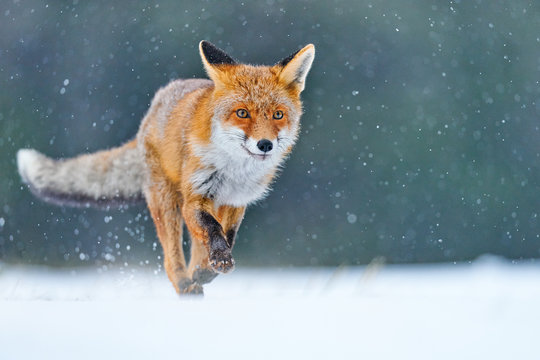 Red Fox hunting, Vulpes vulpes, wildlife scene from Europe. Orange fur coat animal in the nature habitat. Fox on the winter forest meadow, with white snow