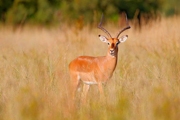 Impala in golden grass. Beautiful impala in the grass with evening sun. Animal in the nature habitat. Sunset in Africa wildlife. Antelope lying in the grass savannah, Okavango South Africa.