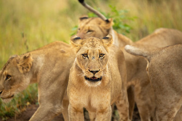 Fototapeta na wymiar A pride of lions on the prowl, strengthening their social bonds with touch. 