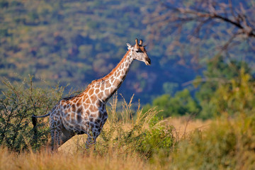Giraffe in forest with big trees, evening light, sunset. Idyllic giraffe silhouette with evening orange sunset, Pilanesberg NP, South Africa. Hidden portrait of giraffe.