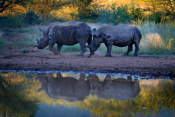 Rhinoceros in Pilanesberg NP, South Africa. White rhinoceros, Ceratotherium simum, big animal in the African nature, near the water. Wildlife scene from Africa.  Rhino in the forest habitat.