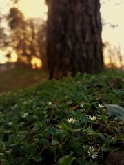 Obraz premium autumn leaves in forest