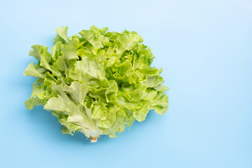 Green Oak Lettuce on blue background.