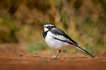 African Pied Wagtail, Motacilla aguimp, bird in the nature habitat, Pilanesberg NP, South Africa. Wagtail, on the gravel road in the nature. Black and white bird in the green vegetation.