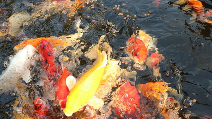 Many colorful koi fish play in the pool and wait for the party. The concept of fighting for food Decorative fish for the park area	
