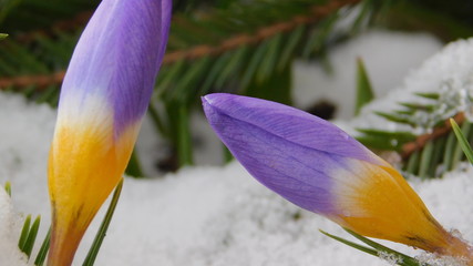 blue-yellow Crocus flower grows out of the snow