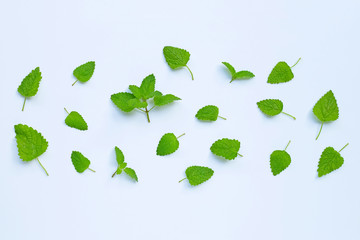 Melissa lemon balm fresh leaves on white.