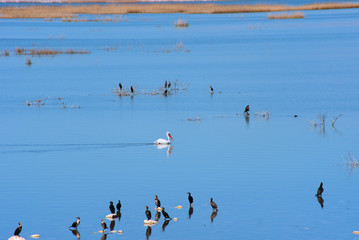 lake Karla , Greece , wild flora and fauna, in a protected ecological environment