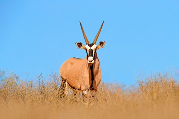 Gemsbok with orange pink sand dune evening sunset. Gemsbuck, Oryx gazella, large antelope in nature...