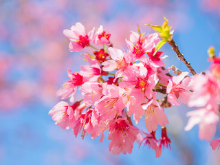 おかめ桜