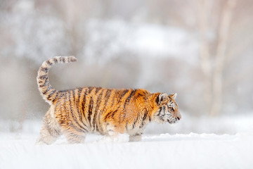 Siberian tiger, Panthera tigris altaica. Action wildlife scene with dangerous animal. Cold winter in taiga, Russia. Snowflakes with wild cat. Tiger in wild winter nature, running in the snow.