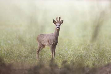 Roebuck - buck (Capreolus capreolus) Roe deer - goat