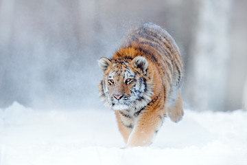Fototapeta na wymiar Tiger in wild winter nature, running in the snow. Siberian tiger, Panthera tigris altaica. Action wildlife scene with dangerous animal. Cold winter in taiga, Russia. Snowflakes with wild Amur cat.