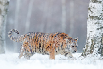 Tiger in wild winter nature, running in the snow. Siberian tiger, Panthera tigris altaica. Action wildlife scene with dangerous animal. Cold winter in taiga, Russia. Snowflakes with wild Amur cat.
