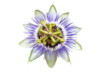 Obraz premium White, blue flower Passiflora caerulea isolated.