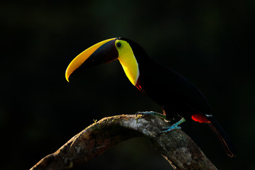 Bird with big bill. Rainy season in America. Chestnut-mandibled toucan sitting on branch in...
