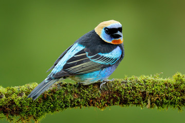 Golden-hooded Tanager, Tangara larvata, exotic tropical blue bird with gold head from Costa Rica....