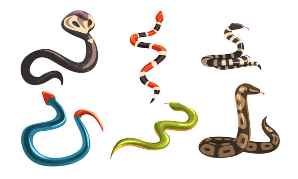 Collection of Snakes, Poisonous and Non Toxic Snake Creatures of Different Colors Vector Illustration