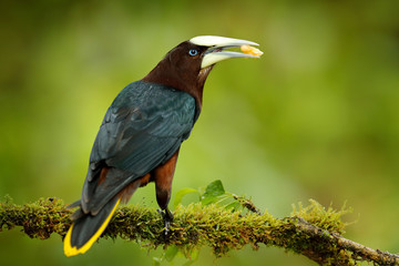 Tropic bird with fruits in the bill. Chesnut-headed Oropendola, Psarocolius wagleri, portrait of exotic bird from Costa Rica, clear green background. Wildlife scene from tropical nature, birdwatching.