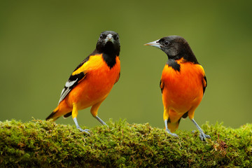 Orange tropic birds. Baltimore Oriole, Icterus galbula, sitting on the green mossy branch. Wildlife...