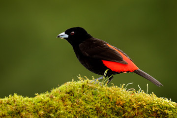 Black and red bird, Scarlet-rumped Tanager, Ramphocelus passerinii, exotic tropical red and black bird from Costa Rica, in green forest nature habitat. Black and red songbird on the green leave.