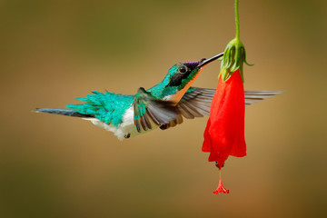Purple-crowned fairy, Heliothryx barroti, hummingbird flying next to beautiful red hibiscus flower with green forest in the background, Boca Tapada, Costa Rica. Wildlife scene from nature. © ondrejprosicky