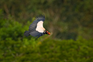 King vulture, Sarcoramphus papa, large bird found in Central and South America. Flying bird, forest in the background. Wildlife scene from tropical nature.