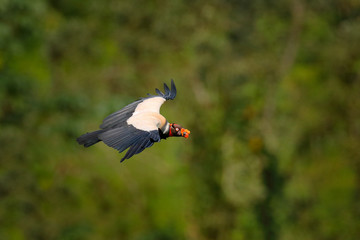 King vulture, Sarcoramphus papa, large bird found in Central and South America. Flying bird, forest in the background. Wildlife scene from tropical nature.