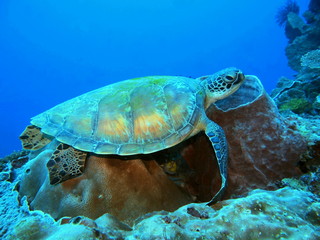 The amazing and mysterious underwater world of Indonesia, North Sulawesi, Manado, sea turtle