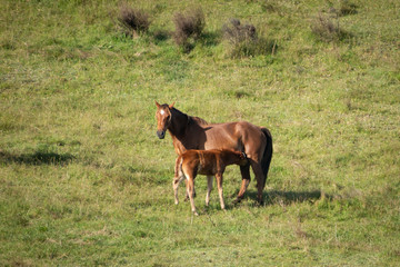 Naklejka na ściany i meble A Kaimanawa wild horse is feeding her foal on the green grassland