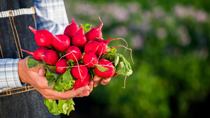 The hands of a farmer with a large start of ripe radish