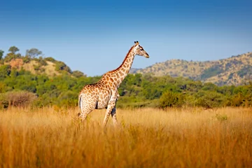 Fototapeten Giraffe, green vegetation with animal. Wildlife scene from nature, Pilanesberg NP, Africa. Green vegetation in Africa. © ondrejprosicky